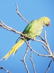 Psittacula krameri