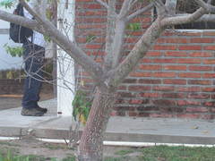 Pseudobombax palmeri