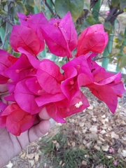 Bougainvillea
