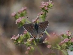 Tharsalea xanthoides