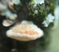 Truncospora mexicana