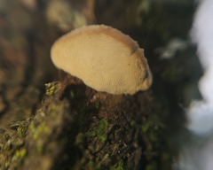 Truncospora mexicana