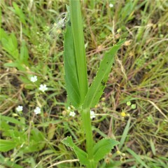Physostegia pulchella