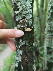 Truncospora mexicana