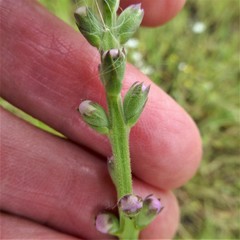 Physostegia pulchella