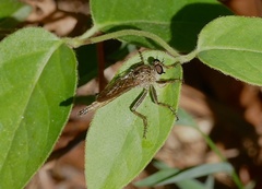 Machimus paropus