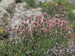 Asperula pubescens