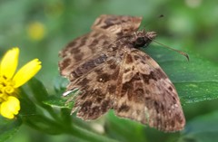 Gorgythion begga begga