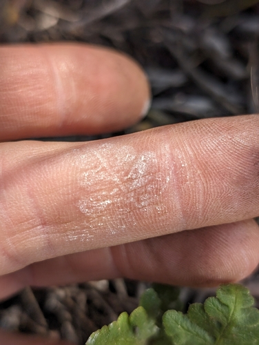Image of Pentagramma glanduloviscida by (c) Jason Schock, some rights reserved (CC BY)