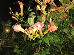 Campsis grandiflora