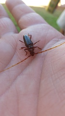 Chydarteres striatus