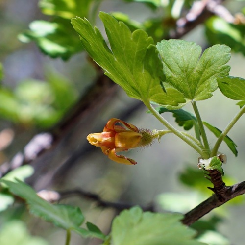 Image of Ribes pinetorum by (c) Andrew Tree, some rights reserved (CC BY)
