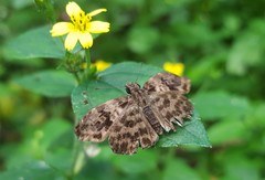 Gorgythion begga begga