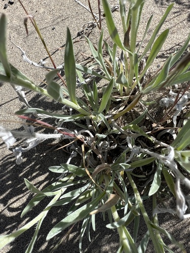 Image of Oreocarya leucophaea by no rights reserved