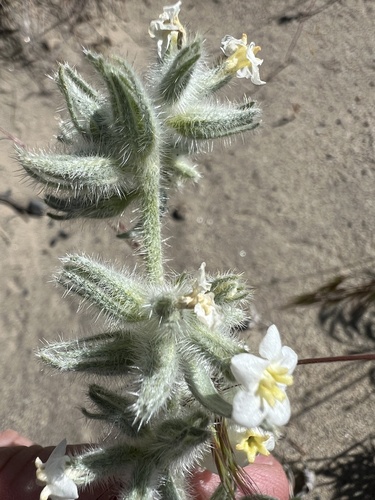 Image of Oreocarya leucophaea by no rights reserved