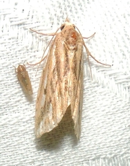 Meyrickella torquesauria