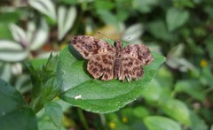 Gorgythion begga begga