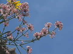Asperula pubescens