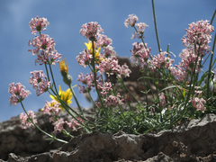 Asperula pubescens