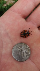 Botanochara angulata