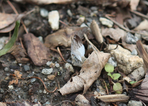 Bluish Spring Moth photo 5