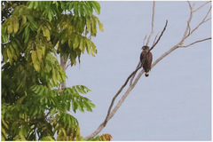 Spilornis rufipectus