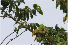 Ptilinopus melanospilus