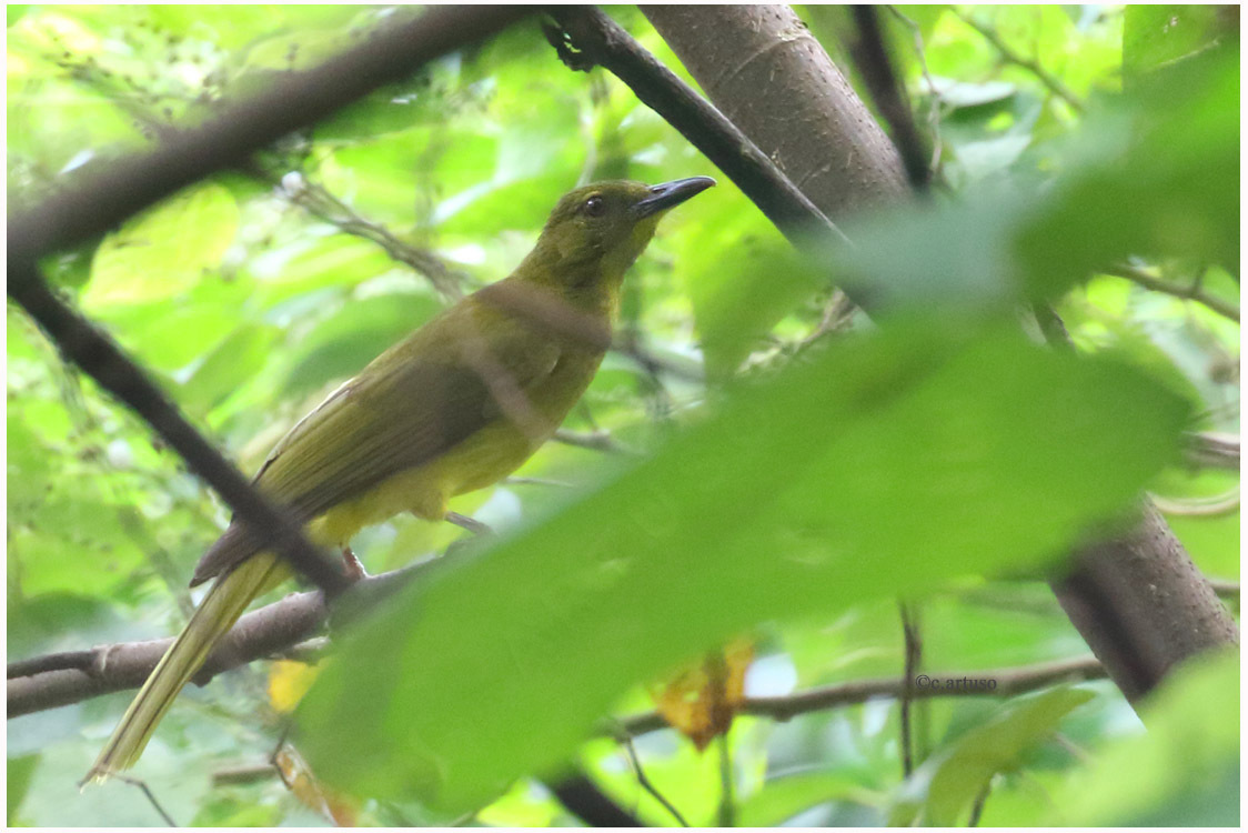 Sula Golden-Bulbul illustration
