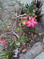 Adenium obesum