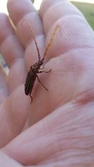 Chydarteres striatus