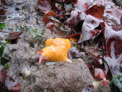 Halichondria panicea