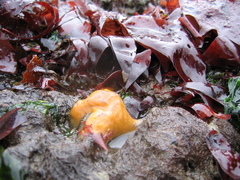 Halichondria panicea