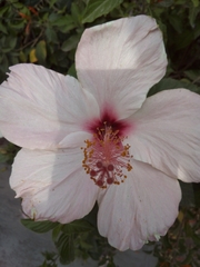 Hibiscus rosa-sinensis