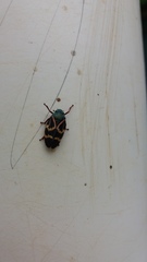 Deois flexuosa