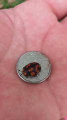 Botanochara angulata