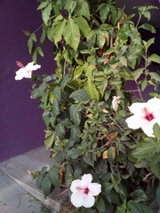 Hibiscus rosa-sinensis