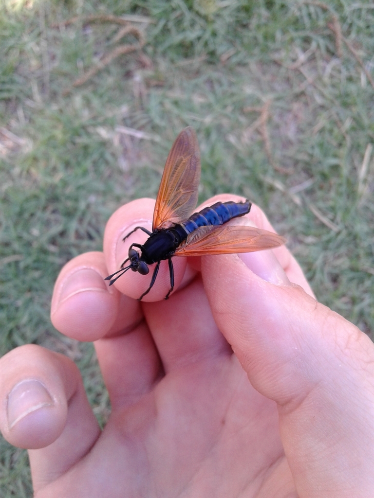 Mydas luteipennis