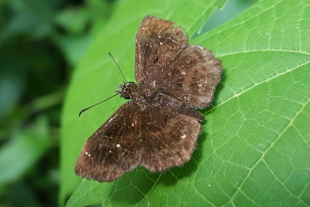 Staphylus ascalon