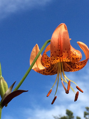 Lilium pardalinum pardalinum
