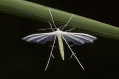 Pterophorus lacteipennis