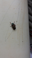 Deois flexuosa