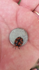 Botanochara angulata