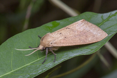 Spilosoma cervina