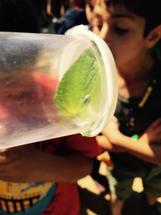 Graphocephala atropunctata