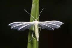 Pterophorus lacteipennis