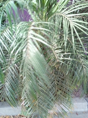 Arecaceae