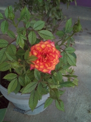 Rosa