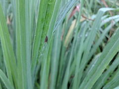 Lophops carinata