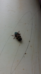 Deois flexuosa