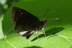 Staphylus ascalon